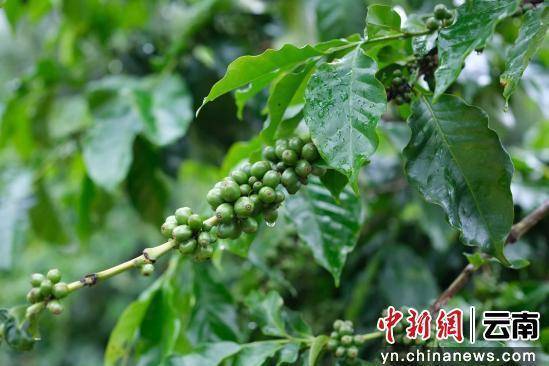 动大产业走出特色发展路开元棋牌澜沧小咖啡撬